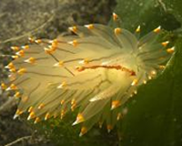 1st place, Janolus fuscus nudibranch by Gary Powell
