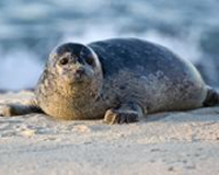 2nd place, Pacific Harbor Seal pup by Norm Olson