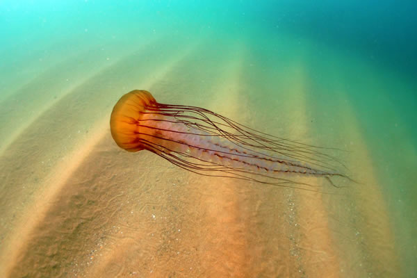 Sea nettle jelly, Monterey by J.R. Sosky