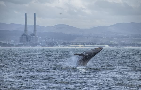 Humpback Whale Breaching, Moss Landing By Shane Keena