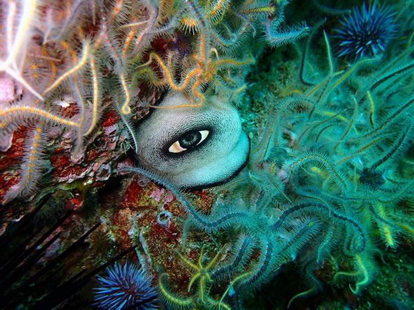 “Eye See You” Keyhole Limpet surrounded by brittle stars, Anacapa Island By Susy Horowitz