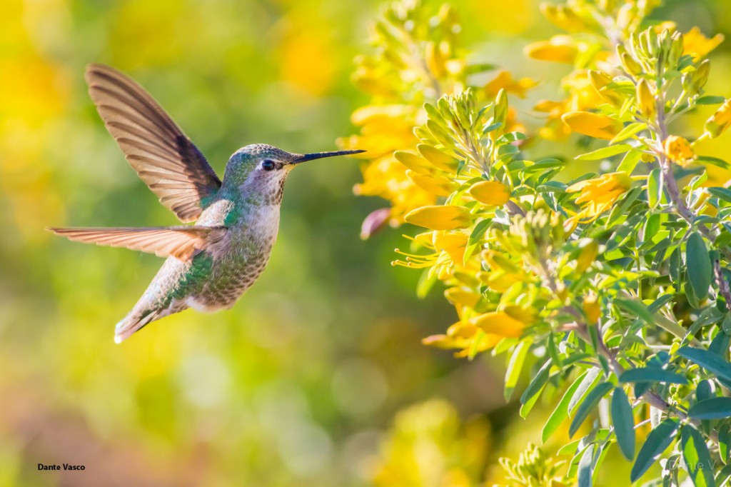 hm-dante-vasco-hummingbird