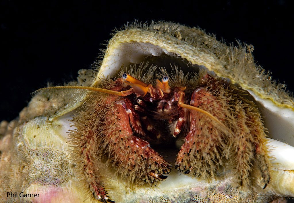 hm-phil-garner-hermit-crab