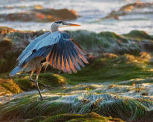 Great blue heron with wings outstretched, standing with one leg up in eelgrass, at the beach