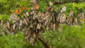 Hundreds of monarch butterflies resting on a cypress tree