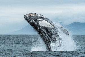 Humpback whale with barnacles on its back, breaching out of the ocean, with foam.