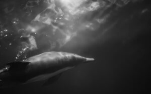 Underwater black and white picture of a dolphin near the surface of the water.
